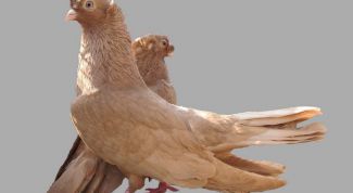 Картинка по теме - как содержать голубей