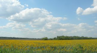 Картинка по теме - как нарисовать степь