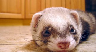 Картинка по теме - как поймать хоря