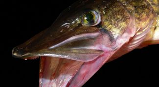 Картинка по теме - как ловить щуку весной