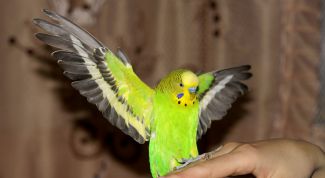 Картинка по теме - как перевозить попугая зимой