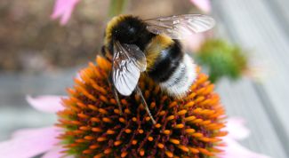 Картинка по теме - как нарисовать шмеля