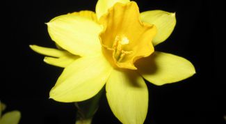 Картинка по теме - как нарисовать нарцисс