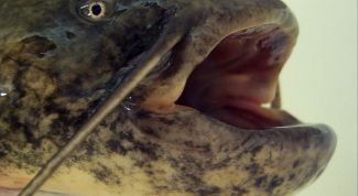 Картинка по теме - как ловить сома на квок