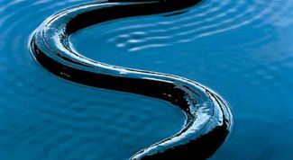 Картинка по теме - как поймать угря