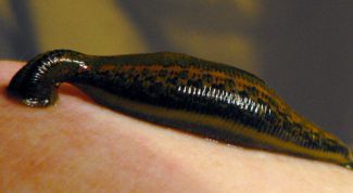 Картинка по теме - как выращивать пиявок