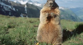 Картинка по теме - как нарисовать сурка