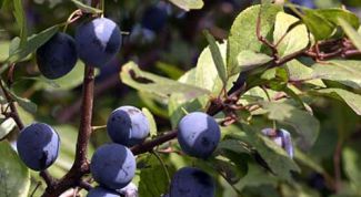 Картинка по теме - как улучшить работу поджелудочной железы