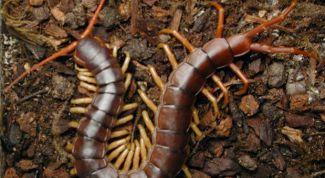 Картинка по теме - как уничтожать сколопендру