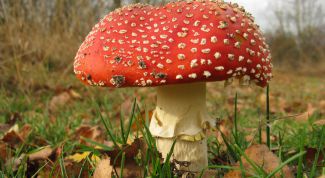 Картинка по теме - как отличить ложный гриб