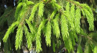 Картинка по теме - как размножать ель