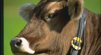 Картинка по теме - как кормить быков