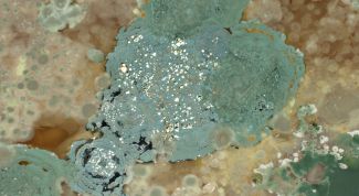 Картинка по теме - как вывести плесень с ткани