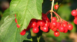 Картинка по теме - как использовать калину