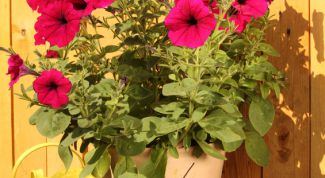 Картинка по теме - как поливать цветы во время отпуска