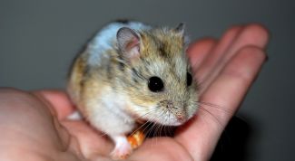 Картинка по теме - как отучить хомяка кусаться