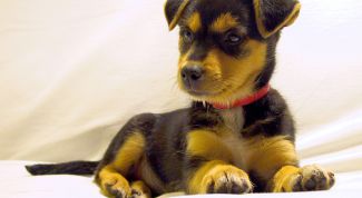 Картинка по теме - как приучить собаку к ошейнику