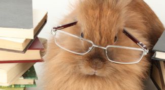 Картинка по теме - как отличить декоративного кролика