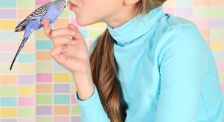 Картинка по теме - как приручить птицу