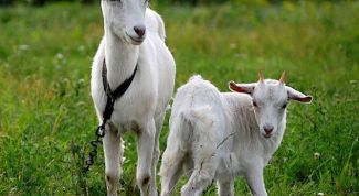 Картинка по теме - как пить козье молоко