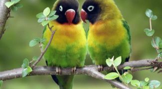 Картинка по теме - как отличить самца неразлучника