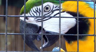 Картинка по теме - как лечить простуду у попугая