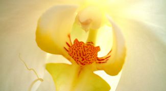 Картинка по теме - как обрезать фаленопсис