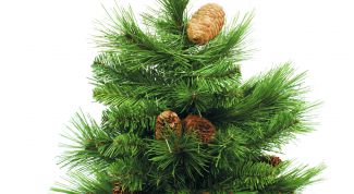 Картинка по теме - как сохранить ёлку в новый год