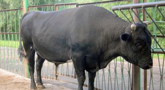 Картинка по теме - как узнать вес быка