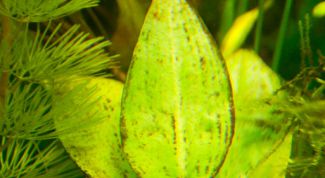 Картинка по теме - как избавиться от бурых водорослей