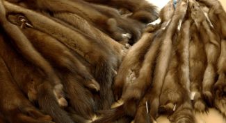 Картинка по теме - как отличить мех соболя