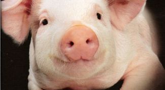 Картинка по теме - как открыть свиноферму