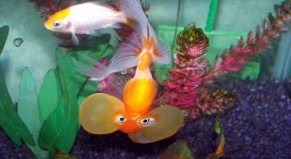 Картинка по теме - как содержать аквариумных рыбок