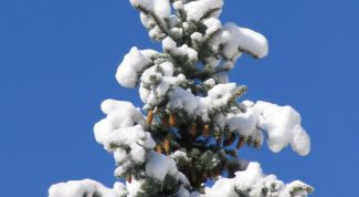 Картинка по теме - как научиться рисовать елку