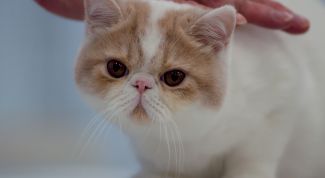 Картинка по теме - как сделать кота ласковым