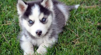 Картинка по теме - как зарегистрировать питомник собак