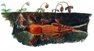 Картинка по теме - как уничтожить медведку