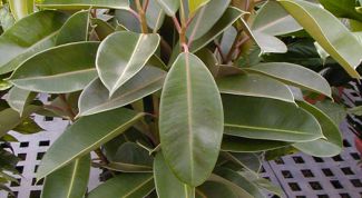 Картинка по теме - как подстричь фикус