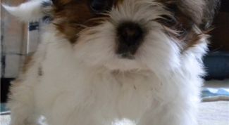 Картинка по теме - как подстричь ши-тцу
