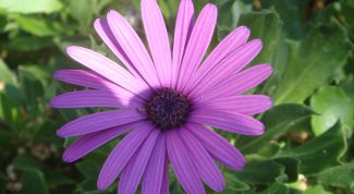 Картинка по теме - как смягчить воду для полива