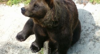 Картинка по теме - как придумать сказку о животных