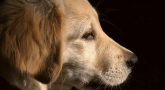 Картинка по теме - как отучить собаку кусать руки