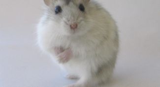 Картинка по теме - как приучить хомяка к колесу