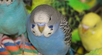 Картинка по теме - как отличить старого попугая от молодого