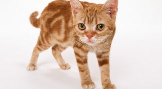 Картинка по теме - как лечить уши у кота