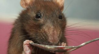 Картинка по теме - как определить возраст крысы