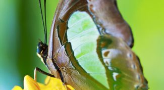 Картинка по теме - как поймать бабочку