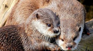 Картинка по теме - как поймать выдру