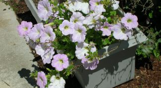 Картинка по теме - как поливать рассаду петунии