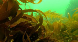 Картинка по теме - как приготовить сушеную морскую капусту